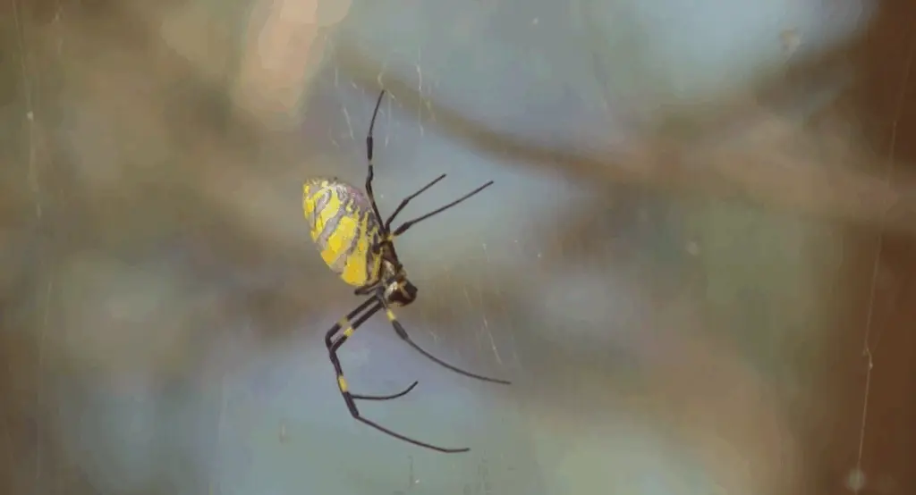 Joro spiders invade Georgia, South Carolina, impacting native species