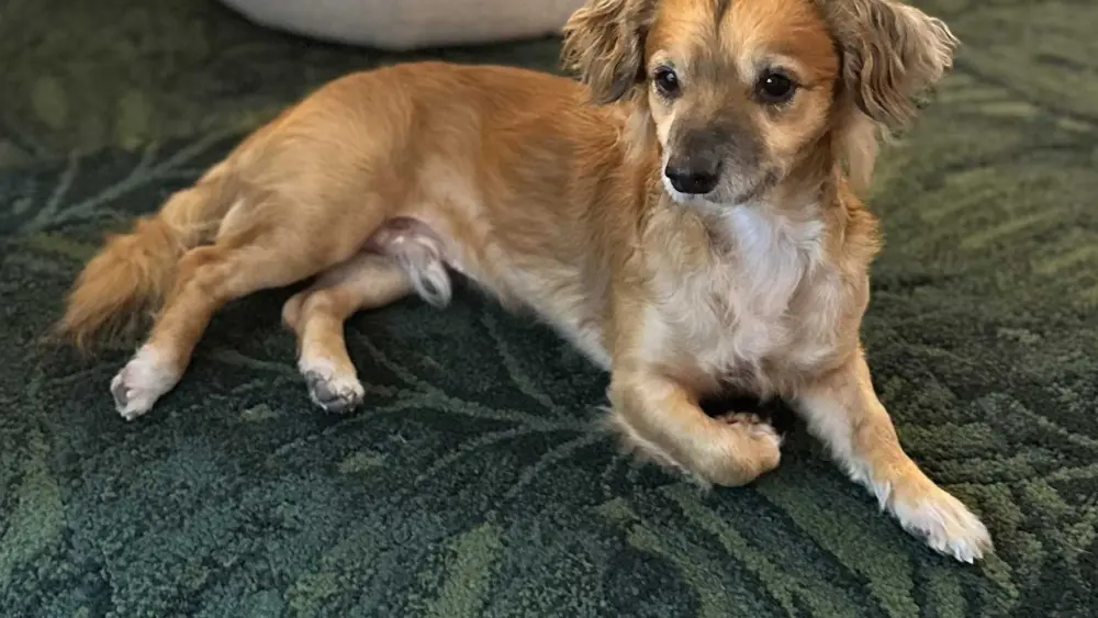 Rescue dog inspires support for other animals in need