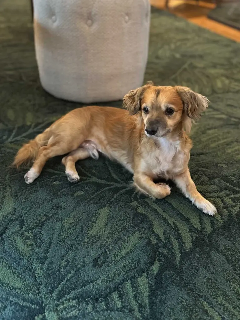 Rescue dog inspires support for other animals in need
