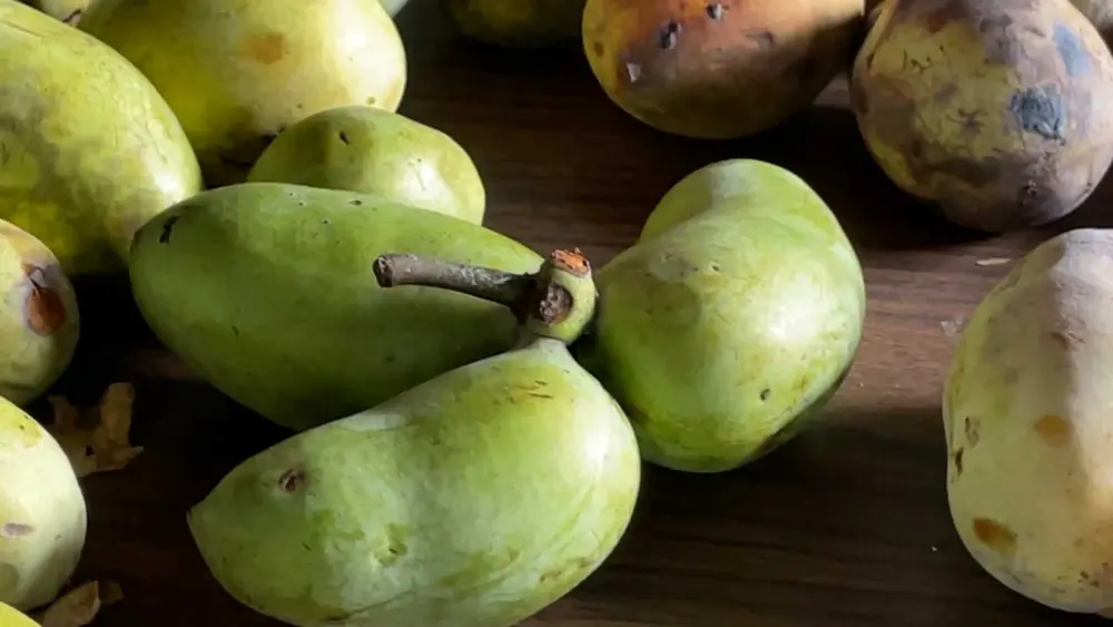 pawpaws-68ed49d1516e9