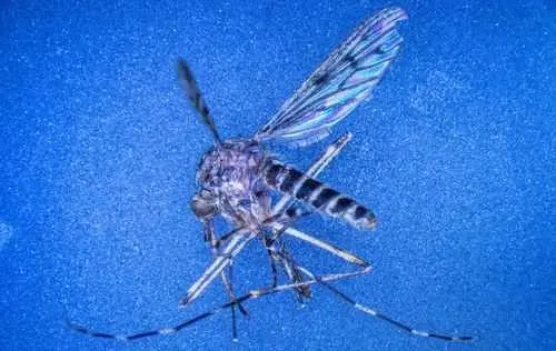 This country was one of the few mosquito-free nations. That just changed