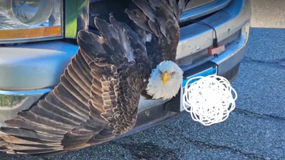VIDEO: Bald eagle gets stuck in grille of pickup truck
