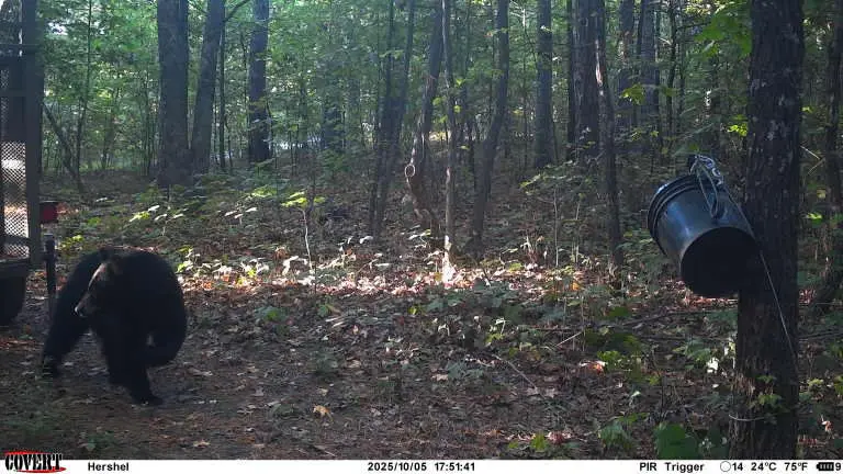 DNA reveals wrong bear euthanized after fatal attack at an Arkansas campground