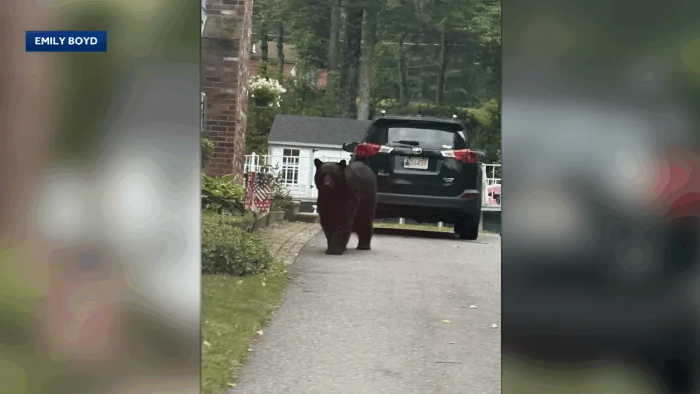 Residents on alert after several farm animals killed by black bear in a Massachusetts town