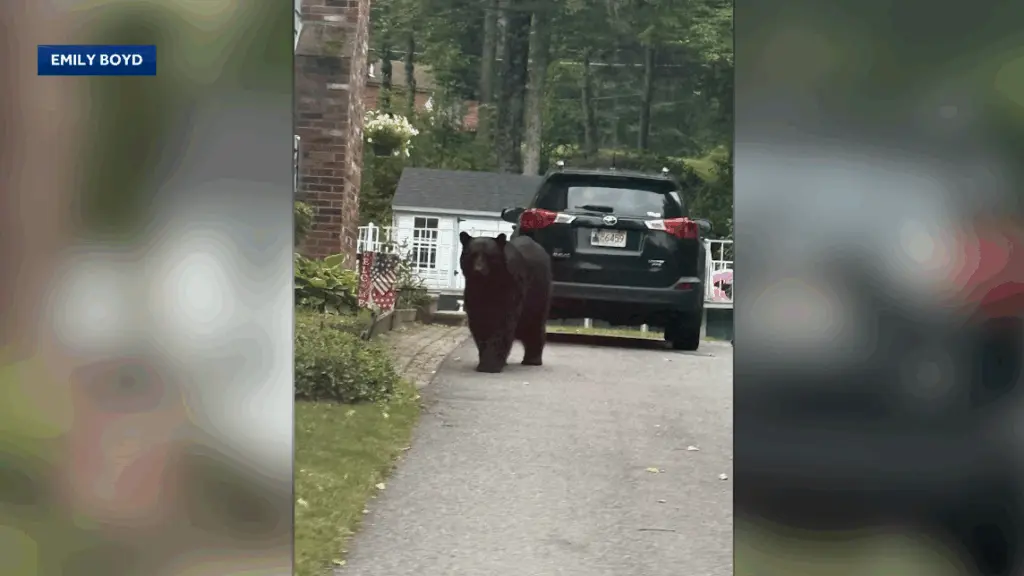 Residents on alert after several farm animals killed by black bear in a Massachusetts town