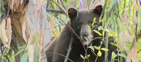 VIDEO: A bear family makes itself at home in an LA neighborhood