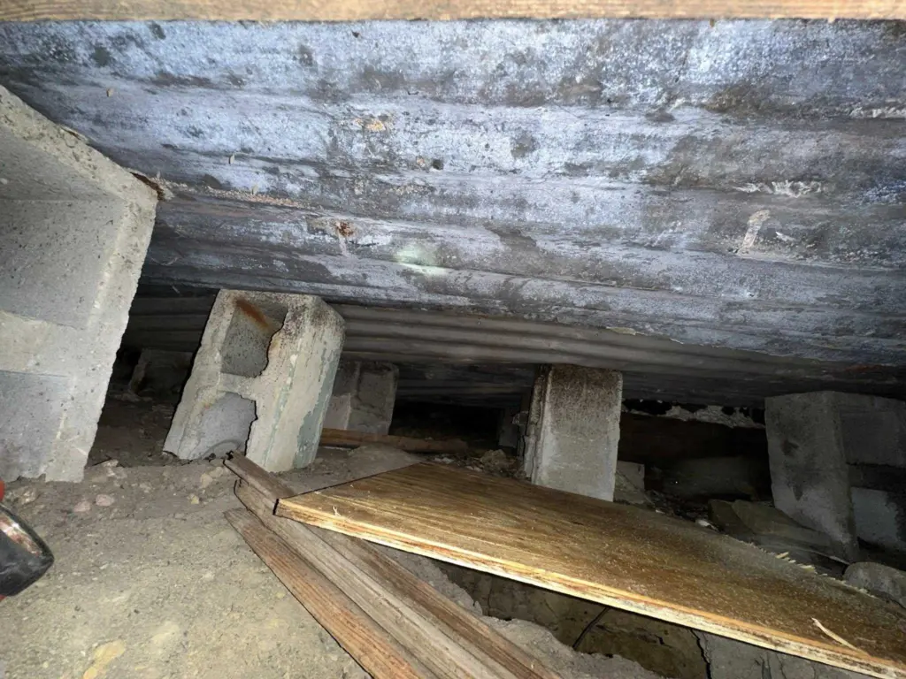 Treats and teamwork: Rascal the dog saved after two days stuck in a deep well during home remodel