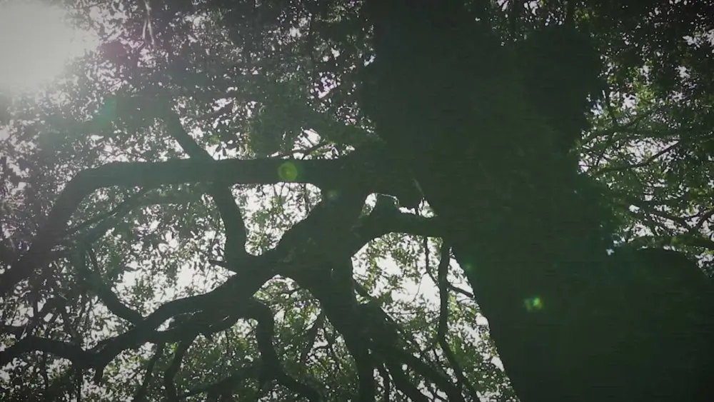 thumb_1280x720-0000001-6