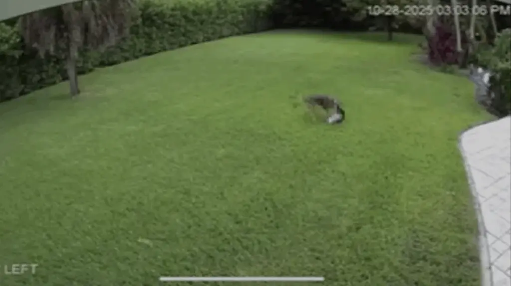 WATCH: Surveillance video captures dog escaping coyote attack in Florida backyard
