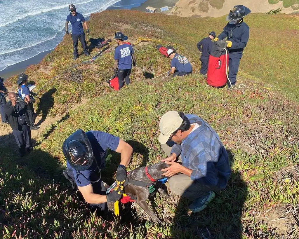 A San Francisco dog wags its tail and kisses rescuers after it's plucked from the side of a cliff
