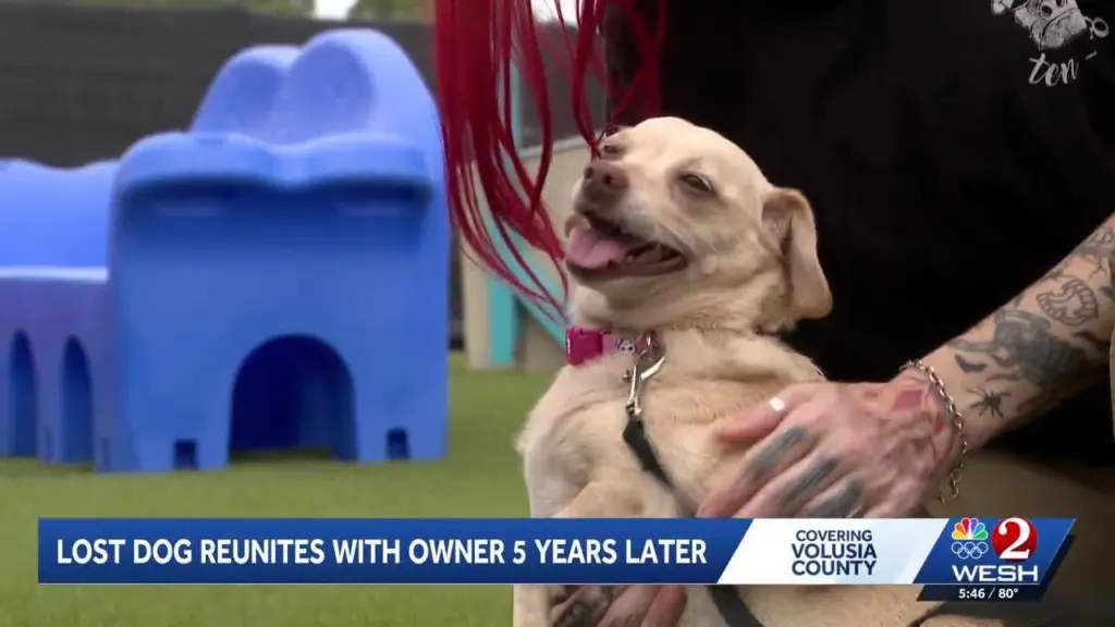Missing Mississippi Chihuahua mix found in Central Florida 5 years later