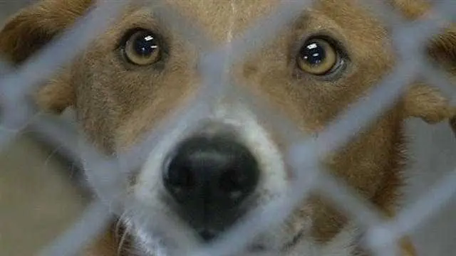 News We Love: Dog training programs aim to give shelter pets, inmates a new 'leash' on life