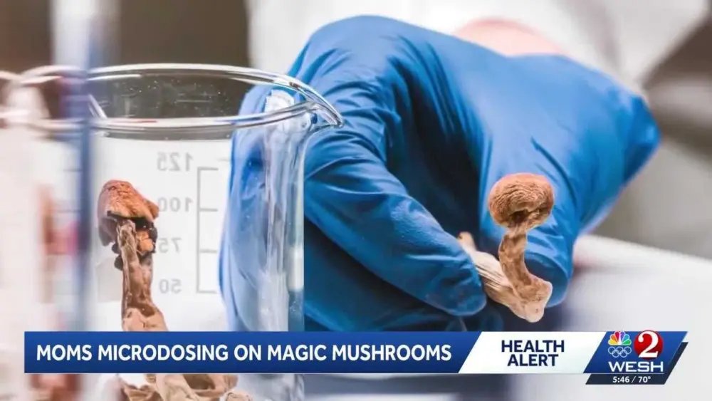 Magic mushrooms for postpartum depression treatment? Florida researchers running trials