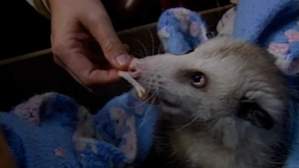 Adorable pet possum loved Santa Claus, sleeping in a filing cabinet and fried chicken in 1987
