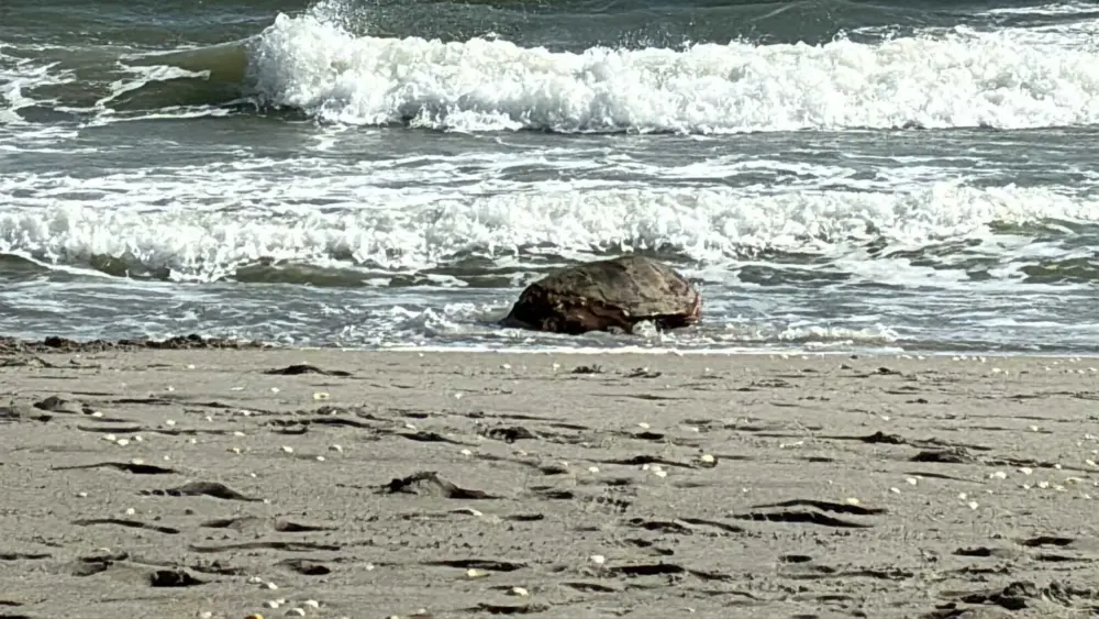 Rehabilitated sea turtle, The Real Swim Shady, returns back to the ocean at a Florida beach