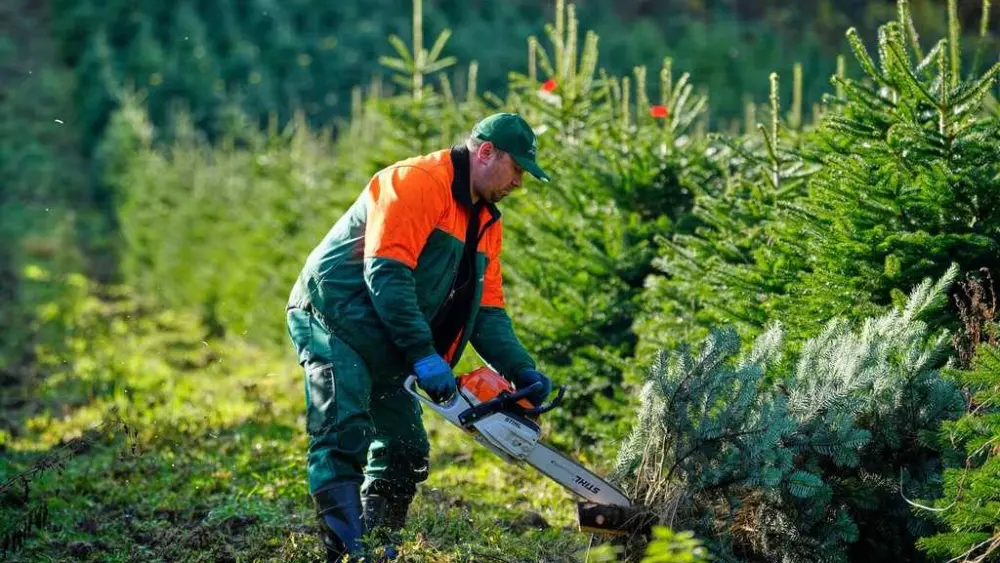 Tannenbaum time: Christmas harvest begins in Germany, where some say decorating trees began