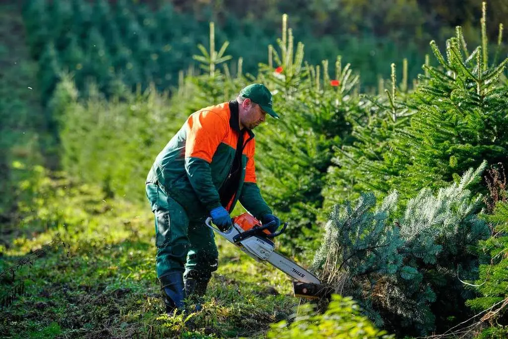 Tannenbaum time: Christmas harvest begins in Germany, where some say decorating trees began