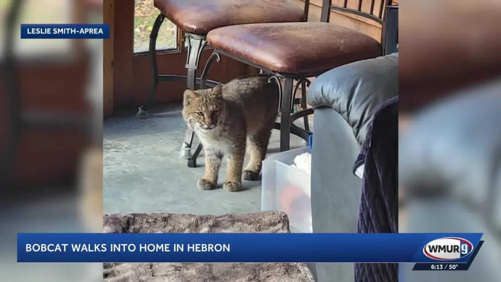 'Oh my goodness, that's not a cat': New Hampshire couple shocked when bobcat wanders into home