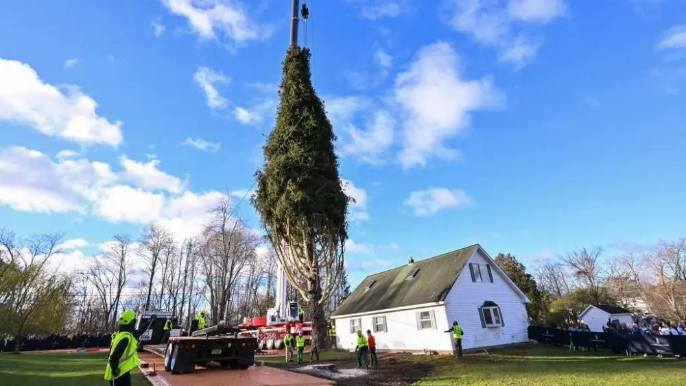 Rockefeller Christmas tree is harvested from upstate New York and begins trek to Manhattan