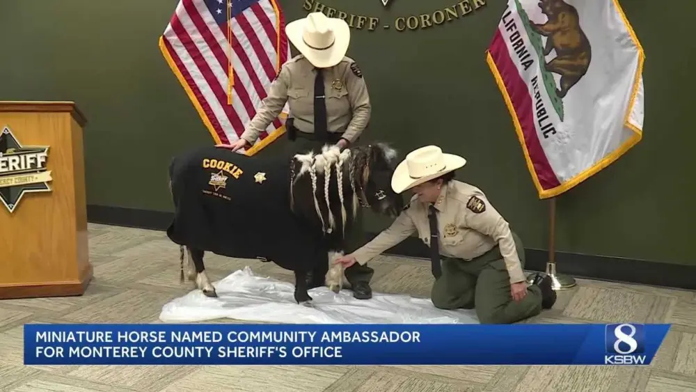 Miniature horse sworn in as Monterey County Sheriff's Office Community Ambassador