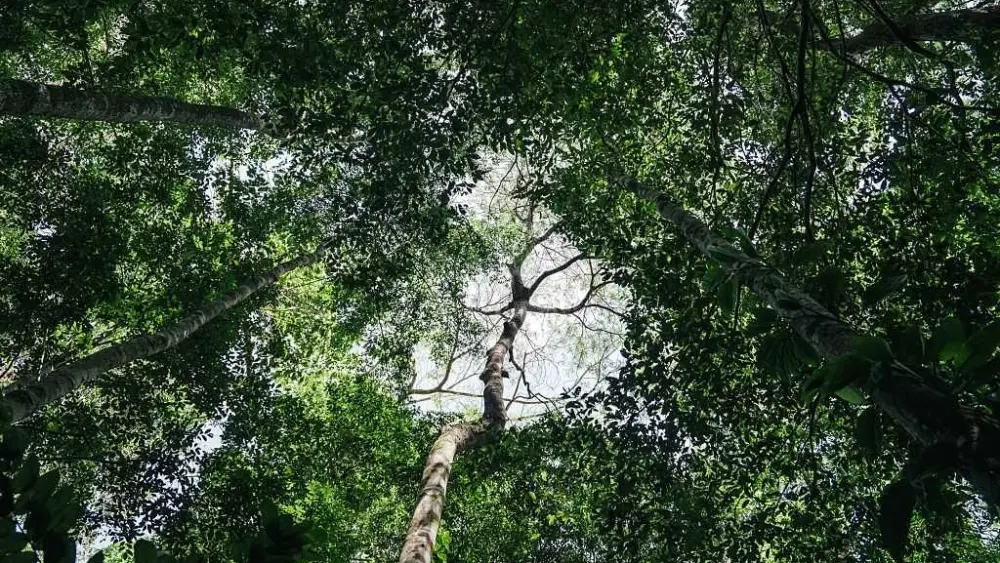 Brazil stumps up billions for its ambitious rainforest fund at UN climate summit
