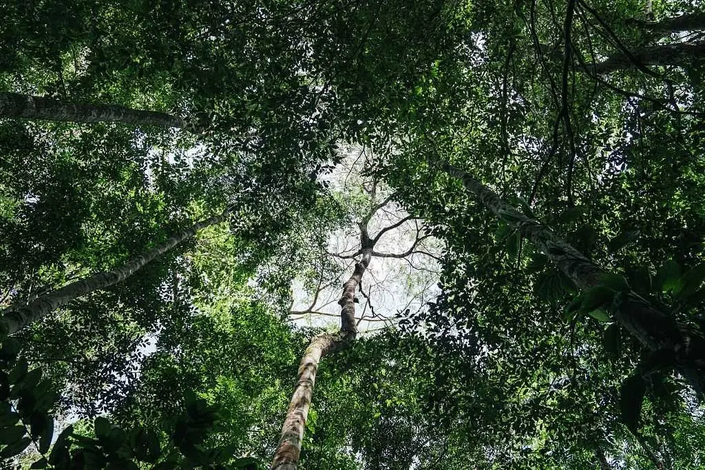 Brazil stumps up billions for its ambitious rainforest fund at UN climate summit