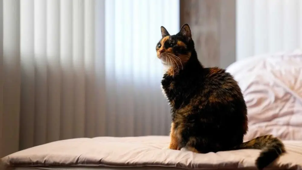 Pets contribute to greenhouse gases like us. Here's how to reduce their carbon pawprint