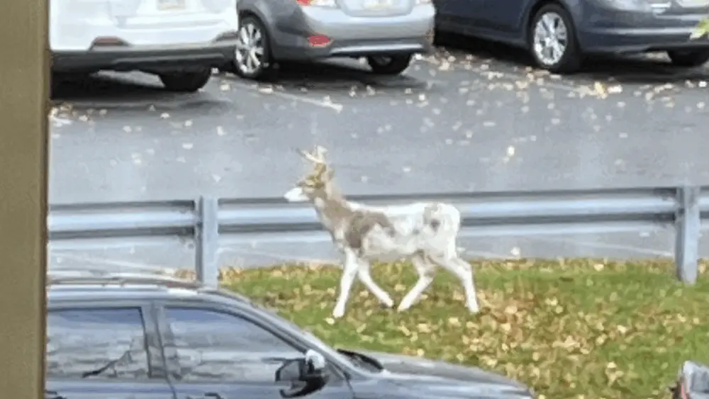 Rare sight: Piebald deer spotted wandering around a Pennsylvania apartment complex