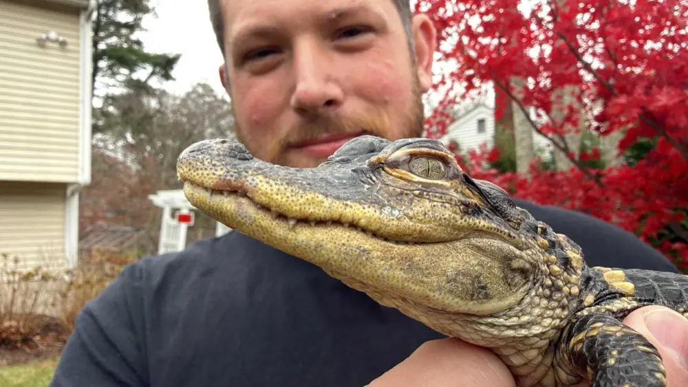 Small alligator rescued in Boston after slithering into the city's heart on social media