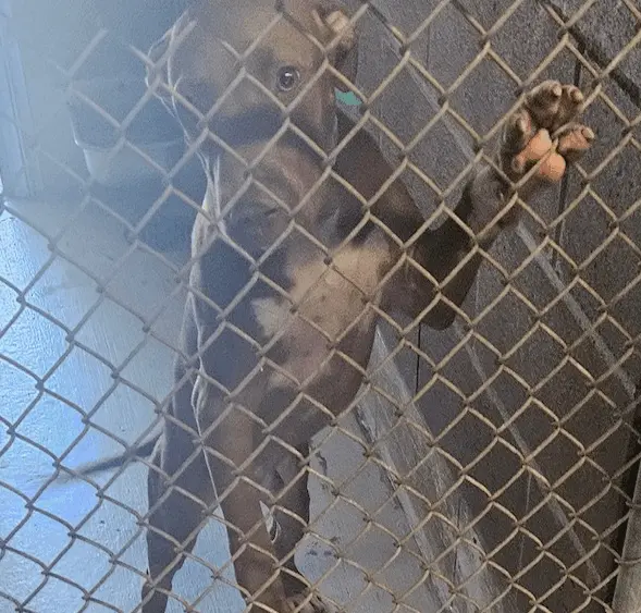 Suspects indicted on nearly 30 counts each following dogfighting bust in Chatham County