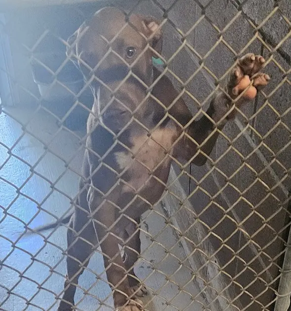 Suspects indicted on nearly 30 counts each following dogfighting bust in Chatham County