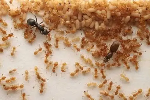Scientists uncover an ant assassination scheme that helps a parasitic queen rise to power
