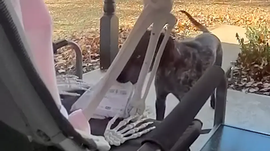 WATCH: Dog caught 'red-pawed' snatching package off Oklahoma family's porch