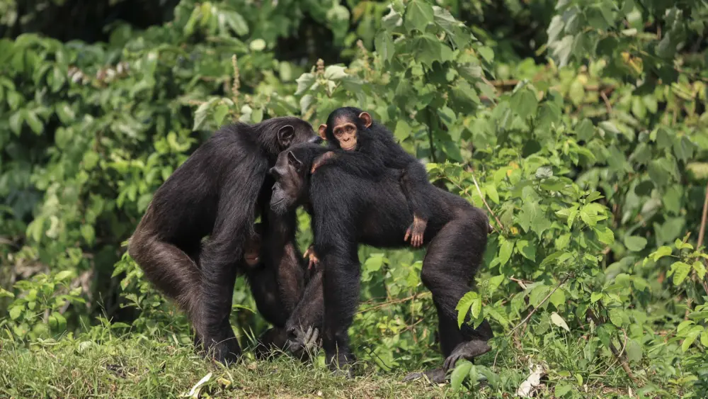 Kissing is an 'evolutionary conundrum.' Scientists just mapped its unexpected origins
