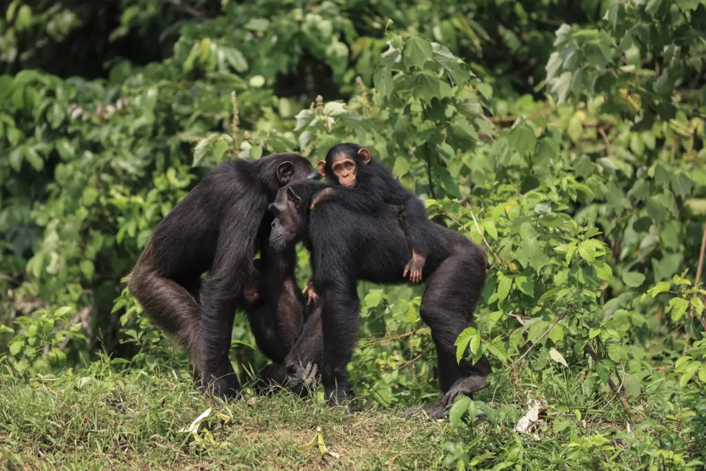 Kissing is an 'evolutionary conundrum.' Scientists just mapped its unexpected origins