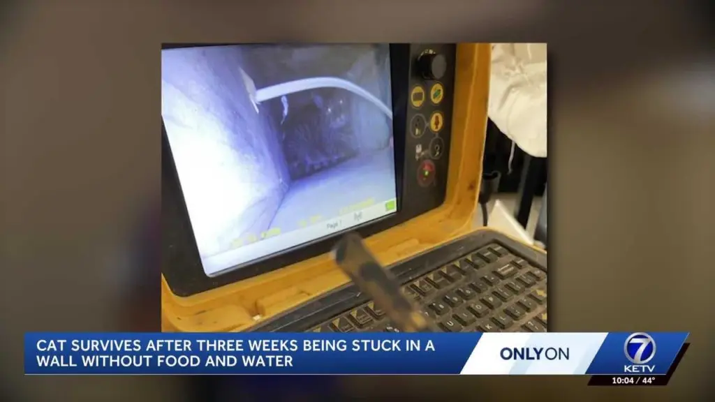 Cat survives after three weeks being stuck in a wall without food and water