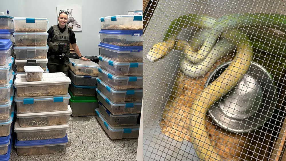 More than 50 abandoned snakes rescued from Jasper County property