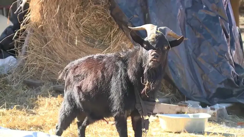 WILD VIDEO: Man jumps on car roof after surprise goat encounter in a Detroit neighborhood
