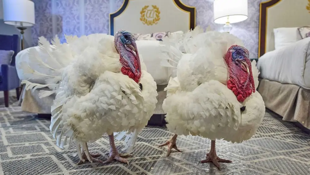President Trump set to pardon Gobble and Waddle for annual turkey pardon