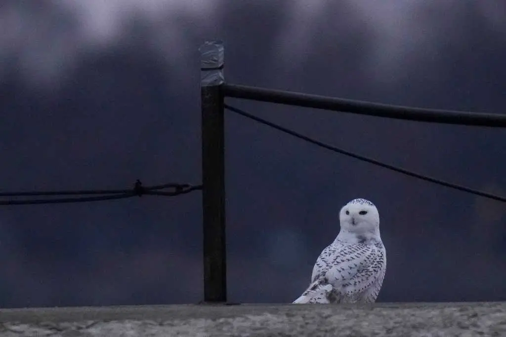A pair of snowy owls spotted along Lake Michigan beach draws crowds in Chicago