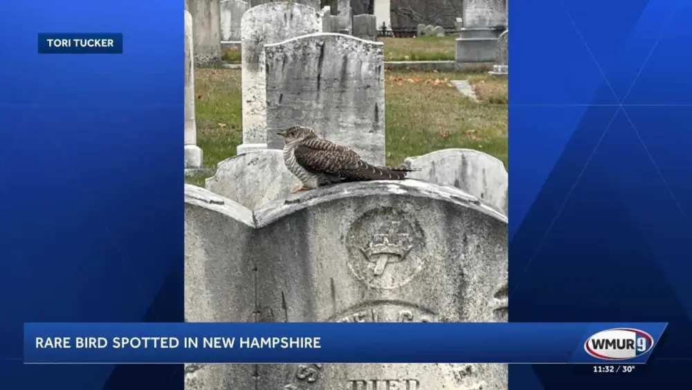 Rare bird spotted in New Hampshire