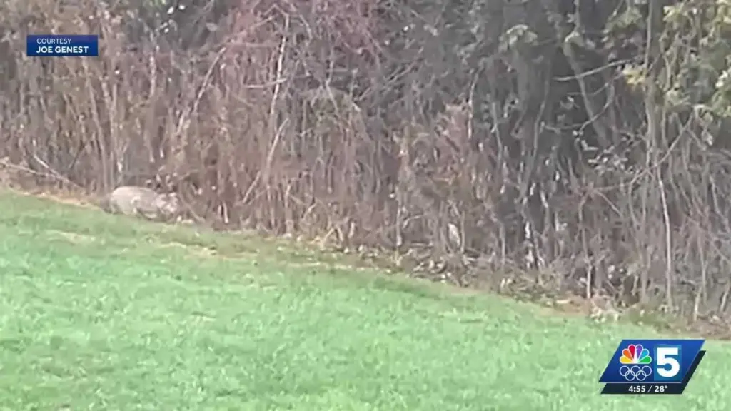 WATCH: Rare moment of a bobcat hunting caught on camera