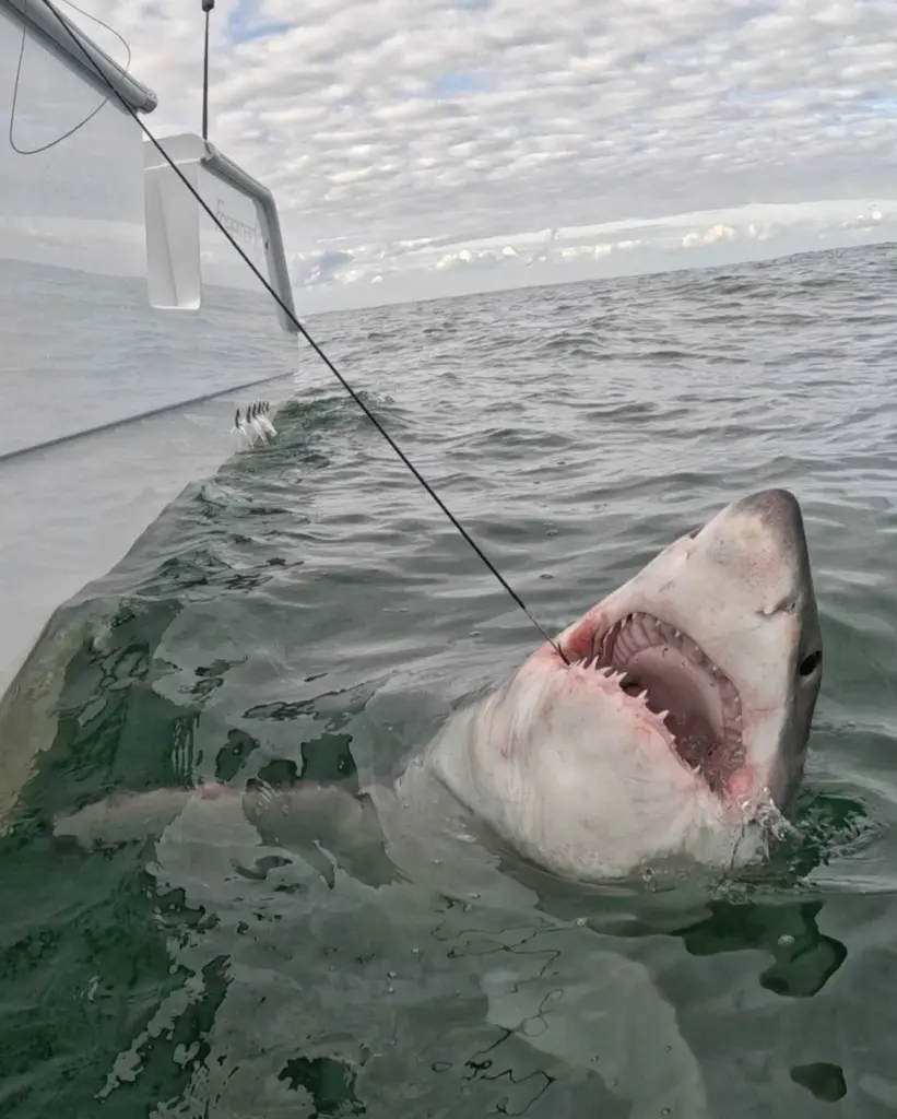 Hilton Head Island great white shark season off to early start