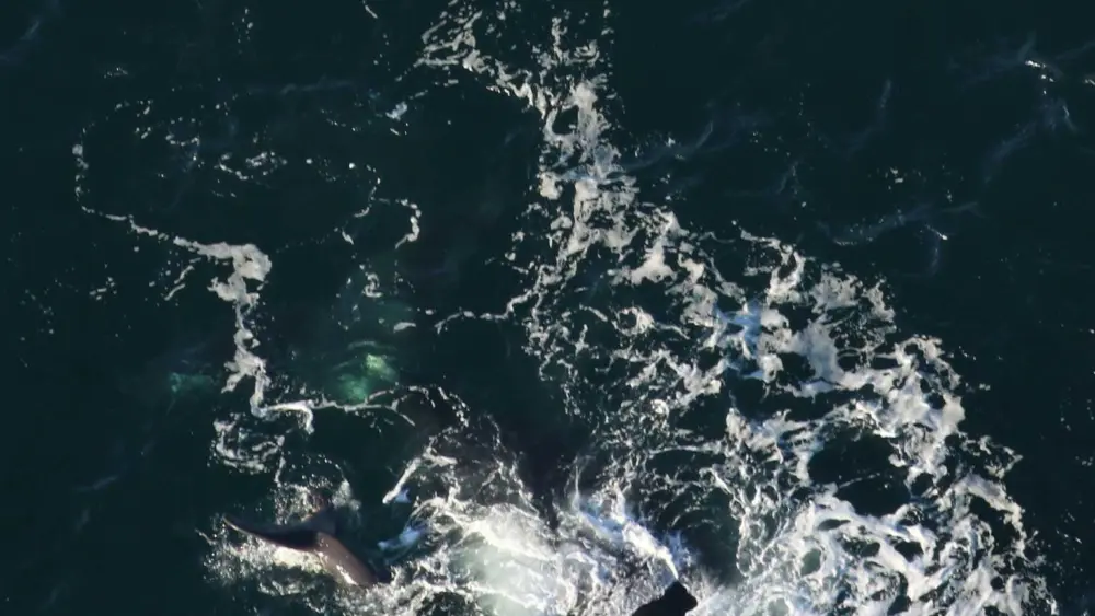 Baby whale's first aerial sighting was off South Carolina coast
