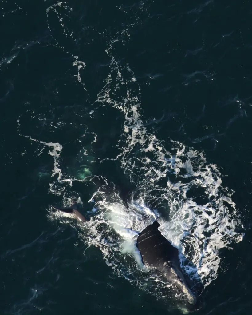 Baby whale's first aerial sighting was off South Carolina coast