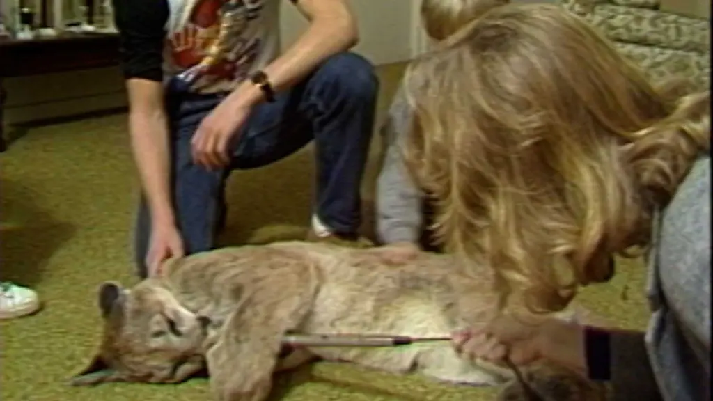 If not friend, why friend shaped? Teen rescued lost mountain lion in 1982 retro find