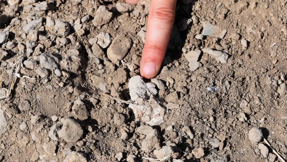 Mystery foot fossil may shake up human family tree