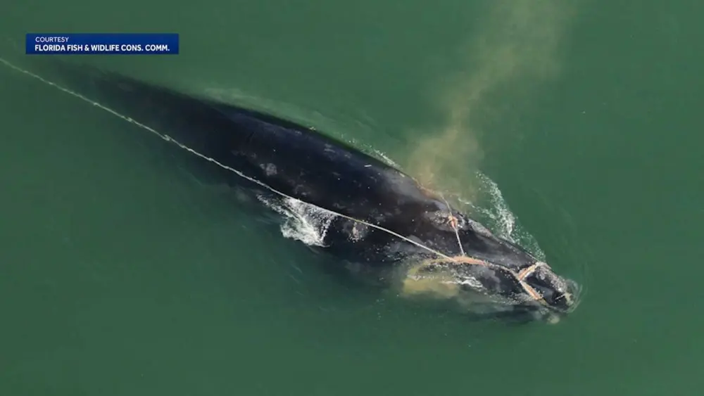 Endangered right whale found entangled off Georgia coast now under watch