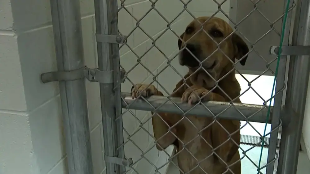 'Roadblock after roadblock': Advocates demand changes at Bryan County shelter