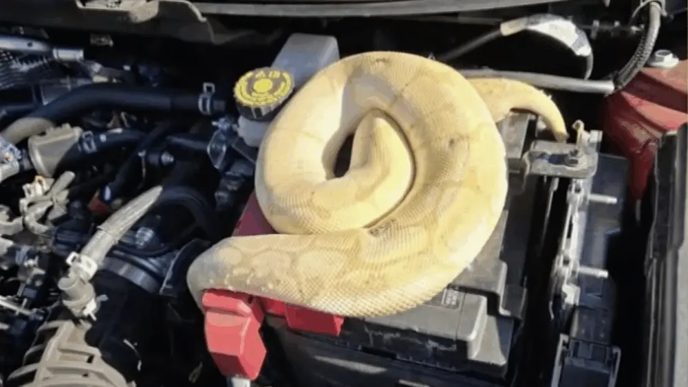 VIDEO: Man finds exotic python in SUV engine in Tennessee